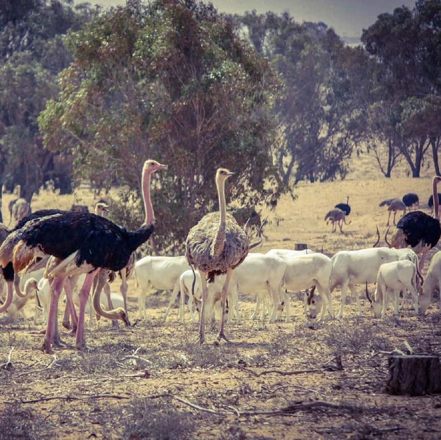 Agadir: Souss National Park Wildlife Half-Day Tour - Why Souss-Massa is worth leaving Agadir for