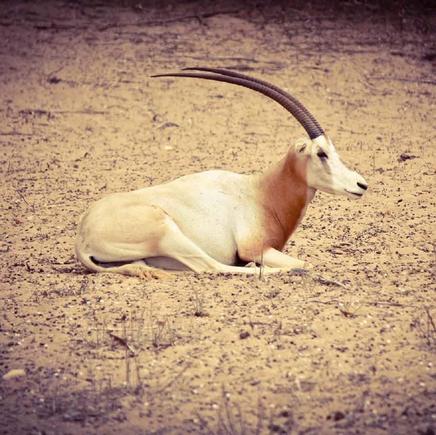 Agadir: Souss National Park Wildlife Half-Day Tour - Starting at the park museum