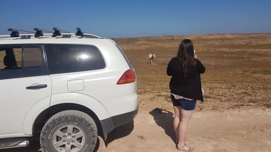 Agadir: Souss National Park Wildlife Half-Day Tour - Route changes, two parks, and Tiznit