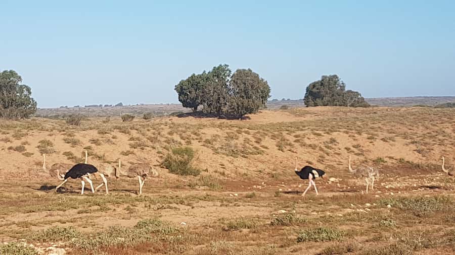 Agadir: Souss National Park Wildlife Half-Day Tour - What $76 buys you