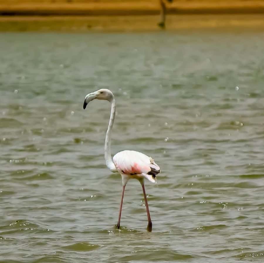 Agadir: Souss National Park Wildlife Half-Day Tour - What to pack for this dry, sunny outing