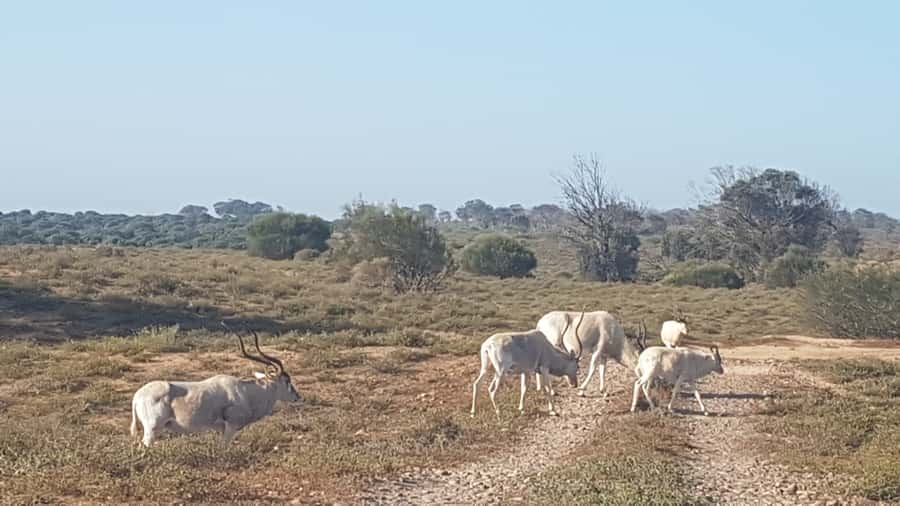 Agadir: Souss National Park Wildlife Half-Day Tour - Who will enjoy this tour most