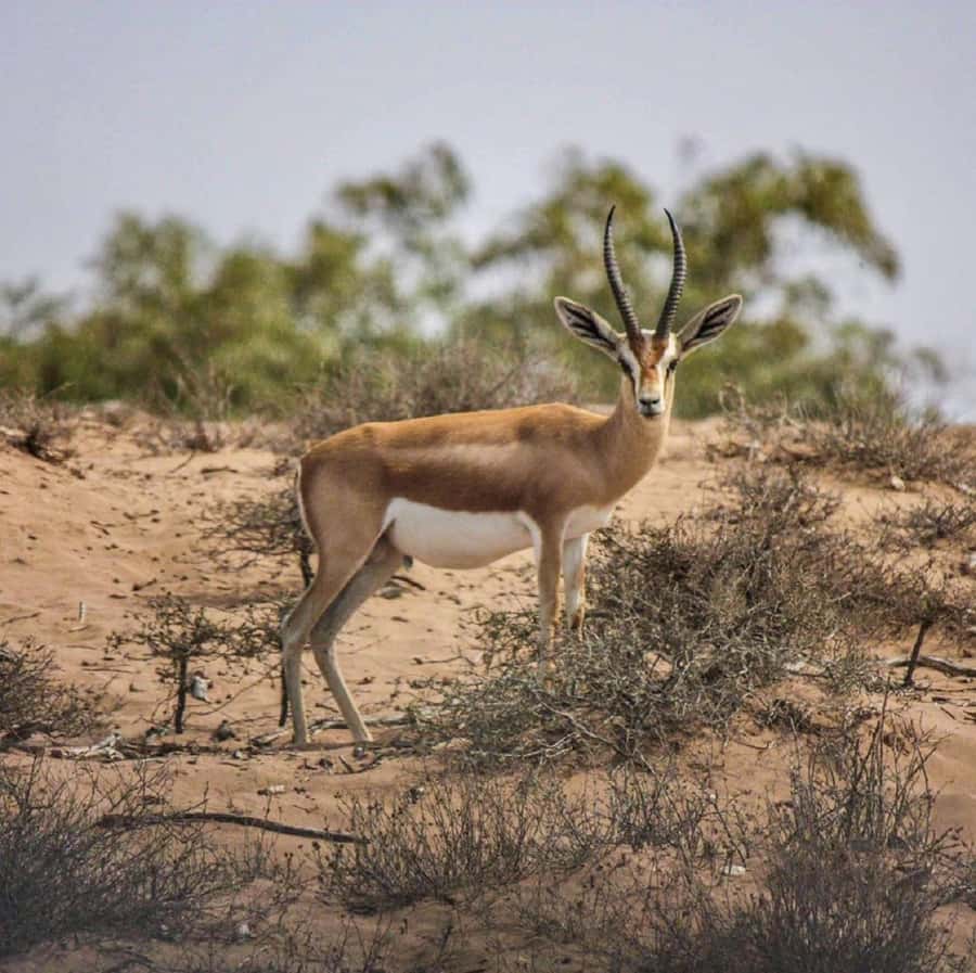 Agadir: Souss National Park Wildlife Half-Day Tour - The 8:30 am departure from Agadir
