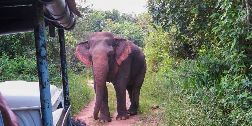 Ahangama: Udawalawe National Park Safari with Hotel Pickup - What the private format adds