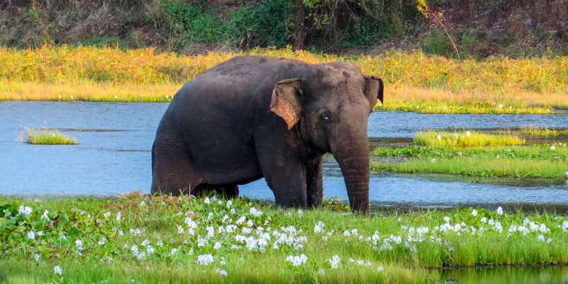 Ahangama: Udawalawe National Park Safari with Hotel Pickup - The real cost: $110 plus park entry