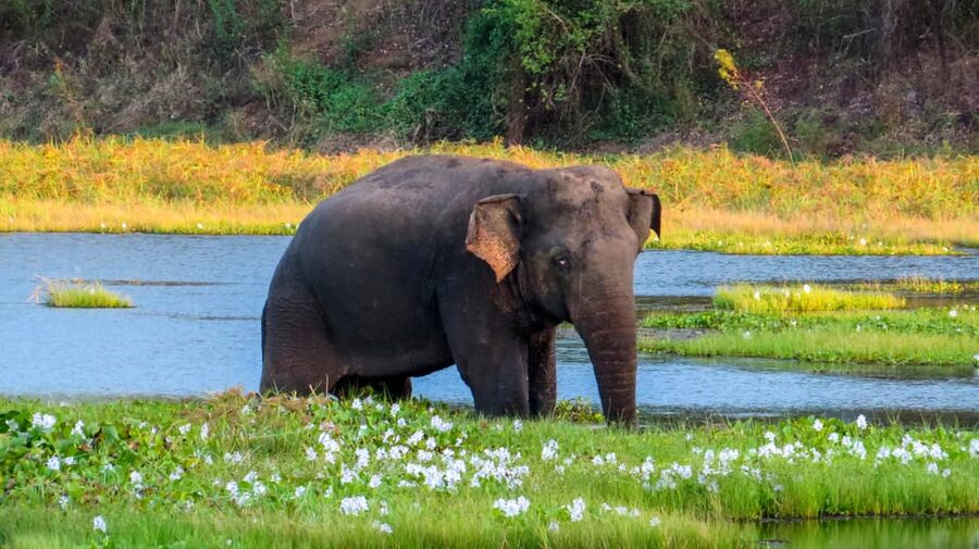 Ahangama: Udawalawe National Park Safari with Hotel Pickup - Timing, comfort, and small practical issues