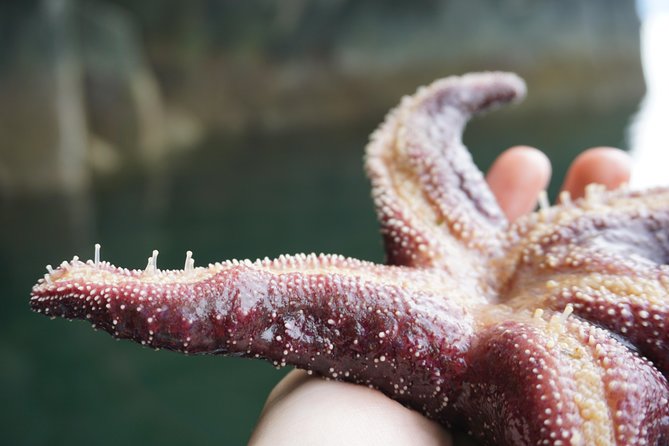 Alaska Ocean Wilderness Expedition - Searching the shoreline for birds and land animals