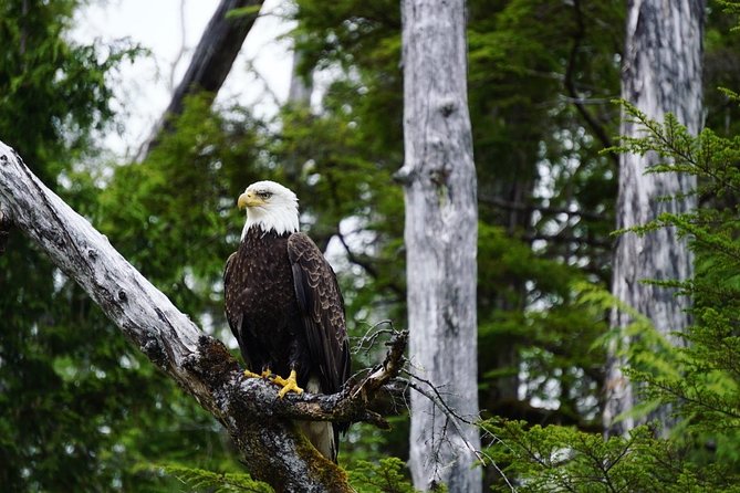 Alaska Ocean Wilderness Expedition - The intertidal zone at low tide
