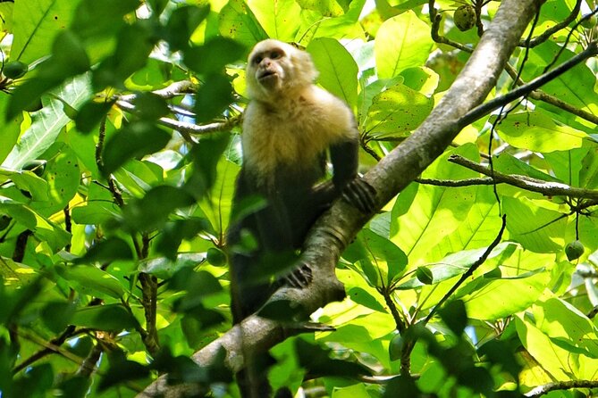 All Inclusive National Park Manuel Antonio with Binoculars - Is $80 a fair price?