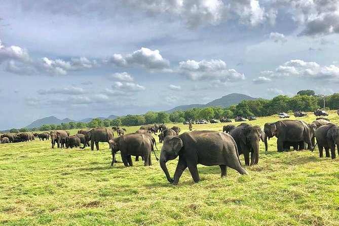 All Inclusive Private Safari in Minneriya National Park - Why Minneriya is one of Sri Lanka’s best elephant stops