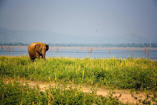 All Inclusive Private Safari in Minneriya National Park - The tank and the dry-season elephant gathering