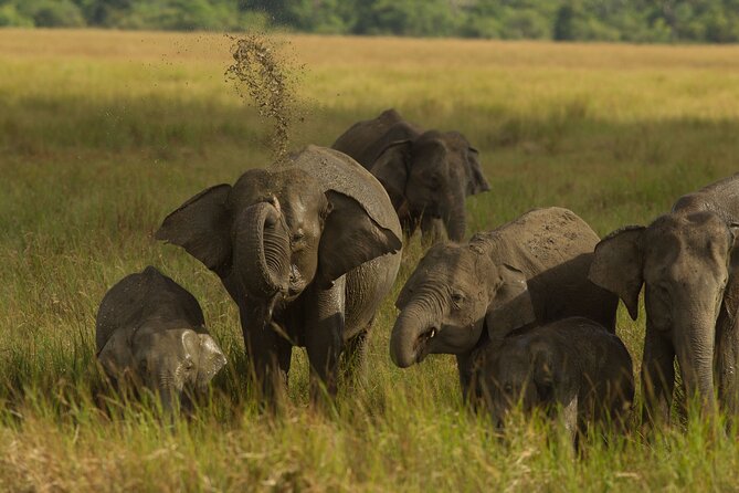 All Inclusive Private Safari in Minneriya National Park - The 2:00 p.m. pickup from nearby towns