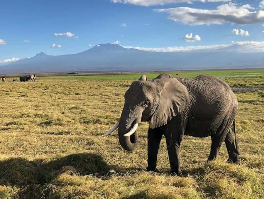 Amboseli National Park Day Trip and Maasai Village Visit - Key points to know before booking
