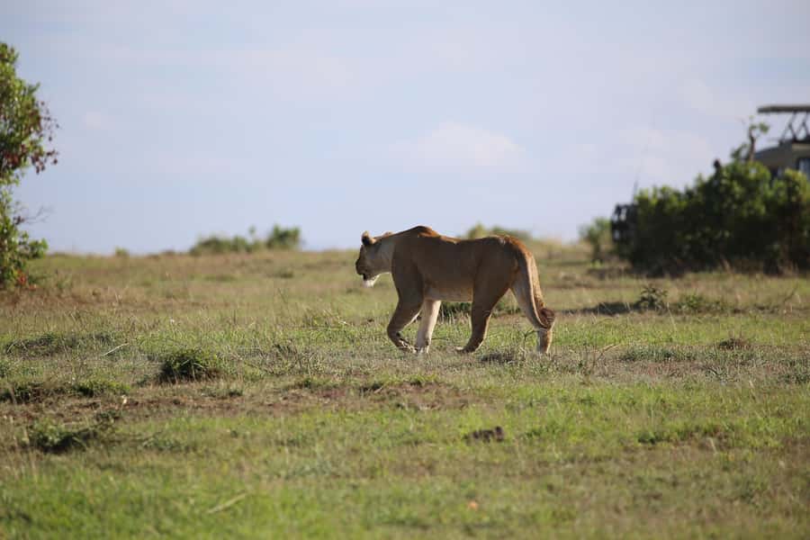 Amboseli National Park Day Trip and Maasai Village Visit - Why Amboseli makes a strong Nairobi day trip