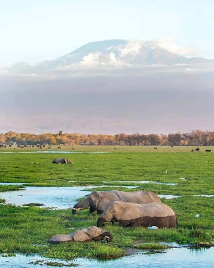 Amboseli National Park Day Trip and Maasai Village Visit - Entering Amboseli for elephants and open views