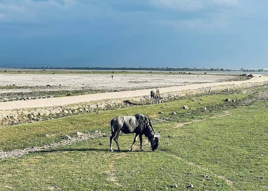 Amboseli National Park Day Trip and Maasai Village Visit - What to bring for a long safari day