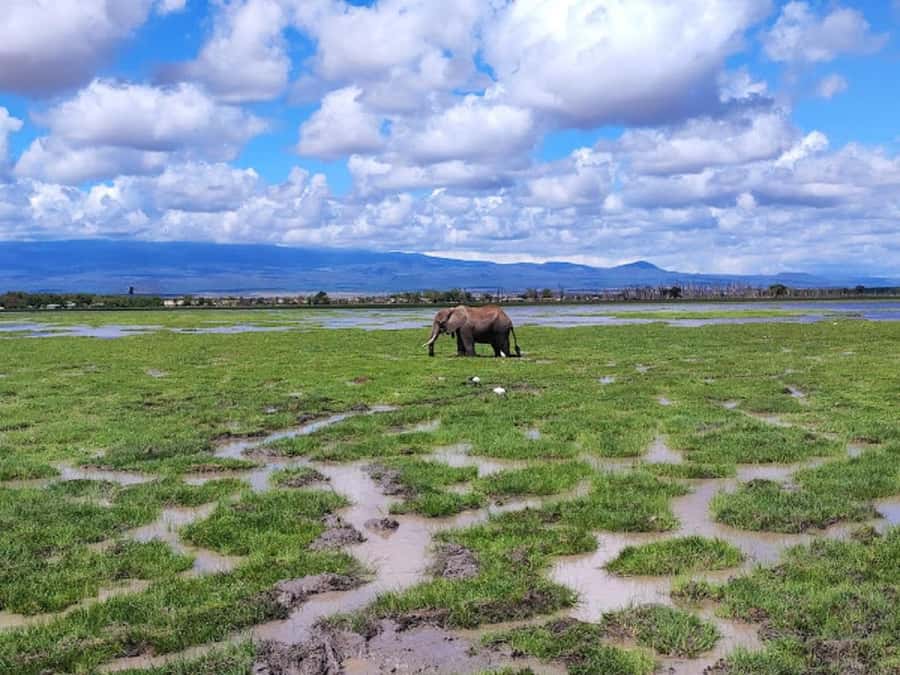Amboseli National Park Day Trip and Maasai Village Visit - Who will enjoy this tour most