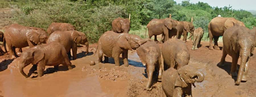 Amboseli National Park Day Trip from Nairobi - The 4:30 to 5:30 AM pickup