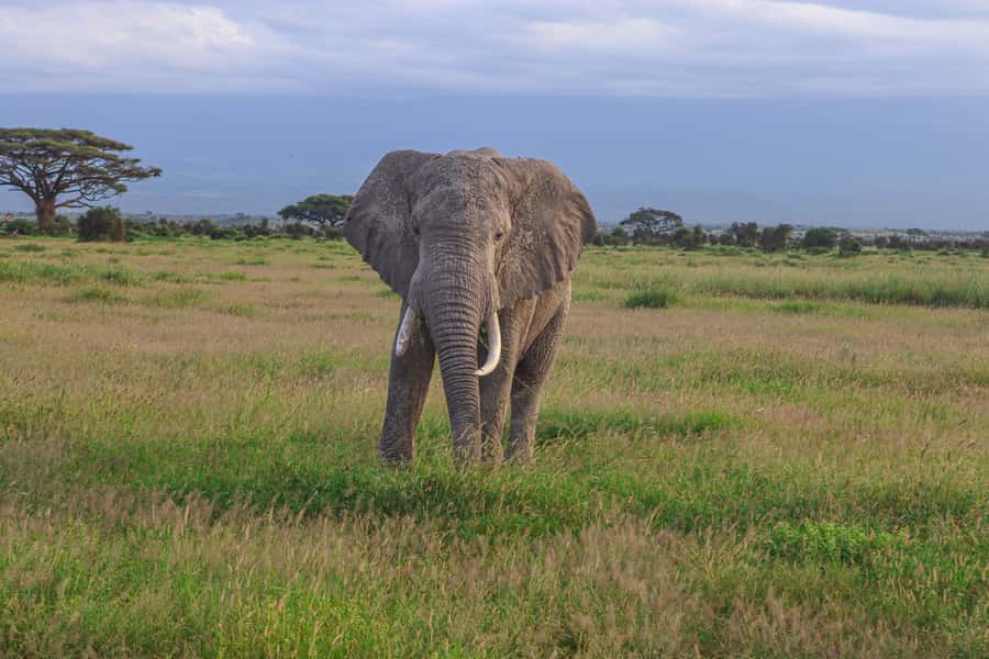 Amboseli National Park: Daytrip from Nairobi in a 4X4 Jeep - Key points to know before booking