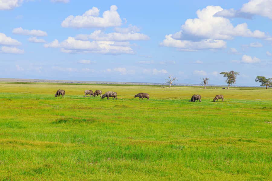 Amboseli National Park: Daytrip from Nairobi in a 4X4 Jeep - Five hours of game viewing in an open-roof 4x4