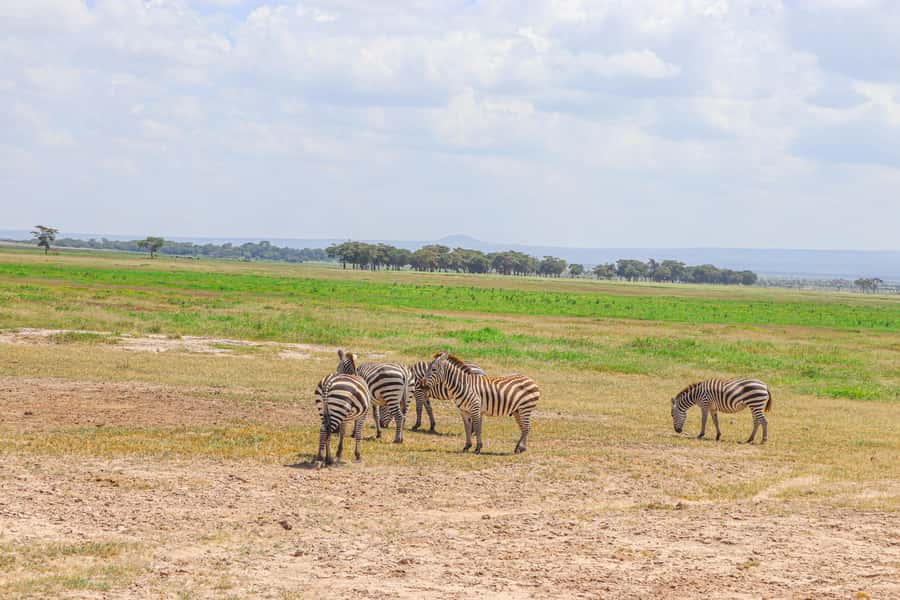 Amboseli National Park: Daytrip from Nairobi in a 4X4 Jeep - Kibo Safari Camp gives the day a proper lunch break