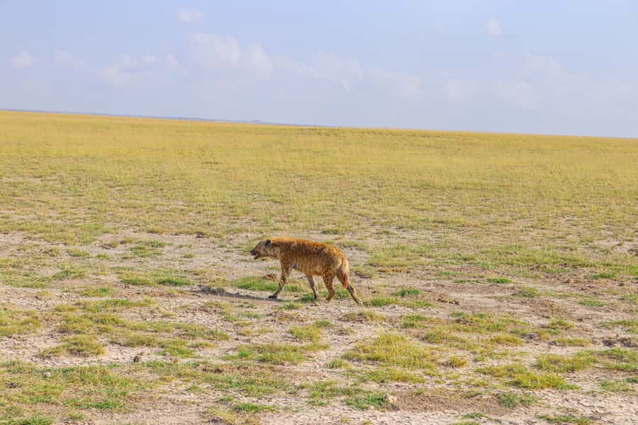 Amboseli National Park: Daytrip from Nairobi in a 4X4 Jeep - What the $280 price really covers