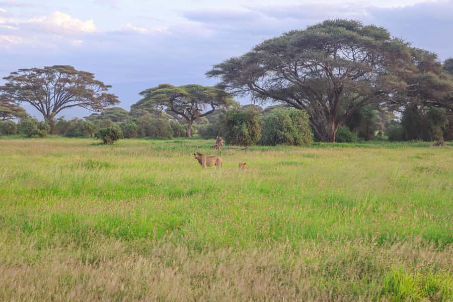 Amboseli National Park: Daytrip from Nairobi in a 4X4 Jeep - Small details that make the day easier