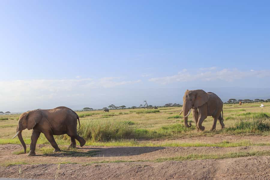 Amboseli National Park: Daytrip from Nairobi in a 4X4 Jeep - Should you book the Amboseli day trip?