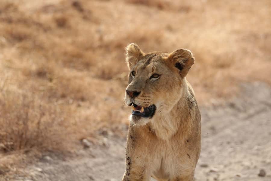 Amboseli National Park: Full Day Tour From Nairobi - The essential points at a glance