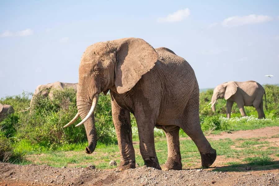 Amboseli National Park: Full Day Tour From Nairobi - What the day really feels like from Nairobi