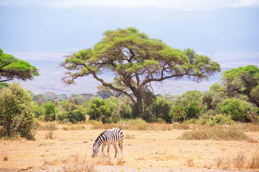 Amboseli National Park: Full Day Tour From Nairobi - The five-hour game drive in Amboseli