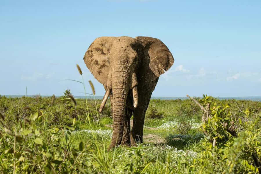 Amboseli National Park: Full Day Tour From Nairobi - Guides who make the biggest difference