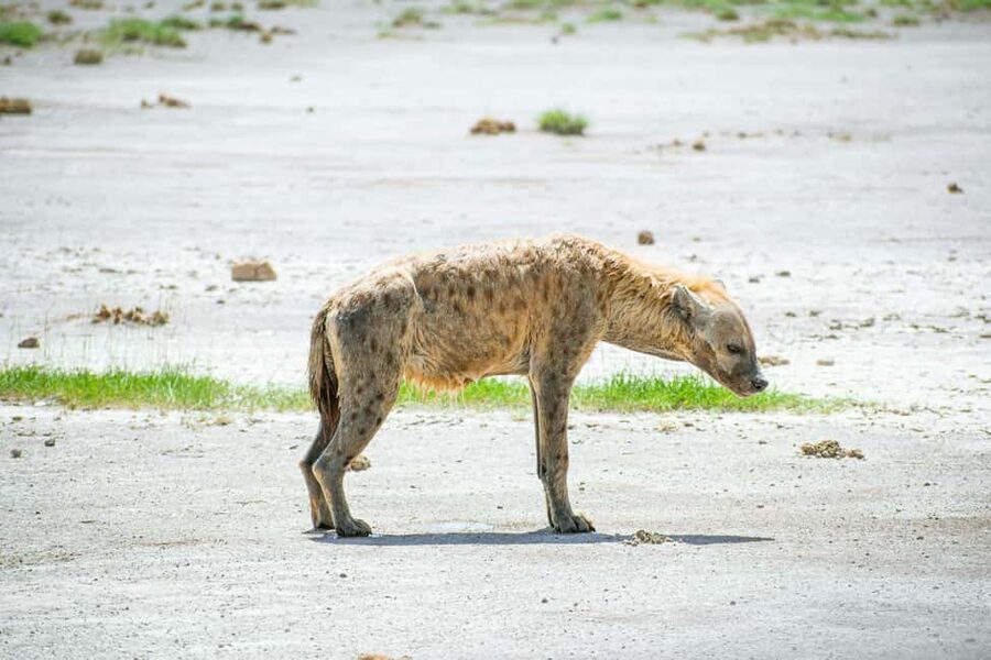 Amboseli National Park: Full Day Tour From Nairobi - The picnic lunch and what you need to arrange