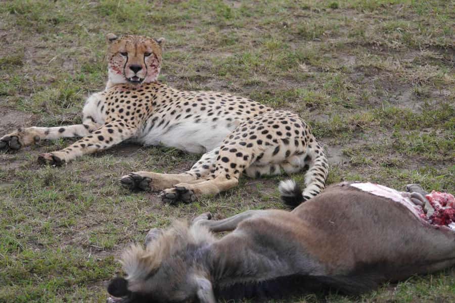 Amboseli National Park: Full-Day Tour from Nairobi - What the $130 price really includes