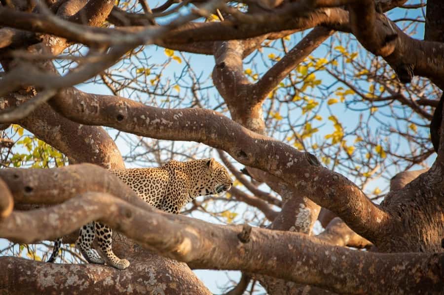 Amboseli National Park: Full-Day Tour from Nairobi - Who should book this Amboseli tour?