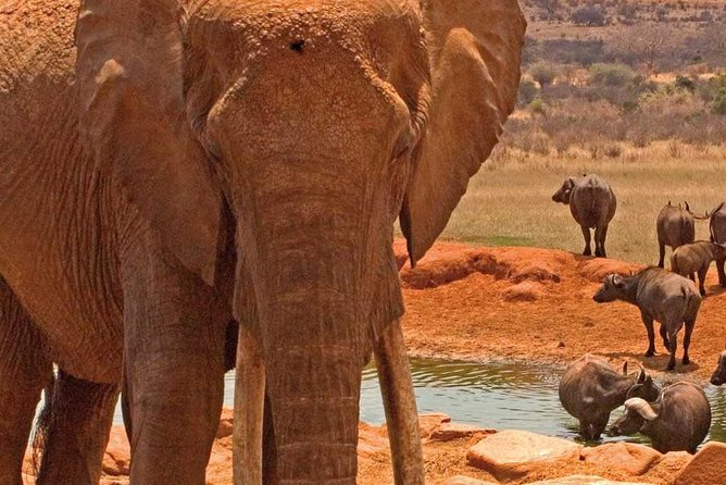 Amboseli National Park: Guided Full Day Tour - Why Amboseli works as a Nairobi day trip
