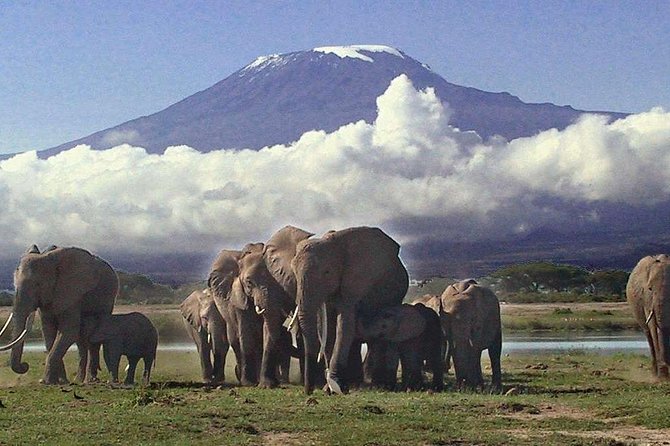Amboseli National Park: Guided Full Day Tour - The Nairobi pickup and long road journey
