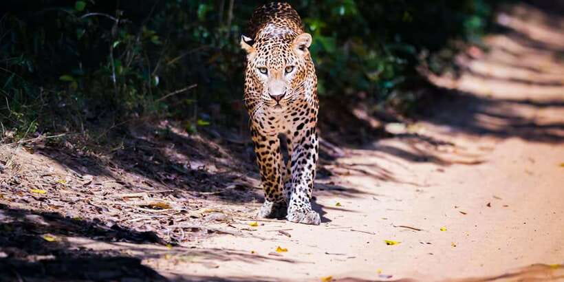 Anuradhapura: Full-Day Wilpattu All Inclusive Private Safari - Why Wilpattu works so well for a long safari