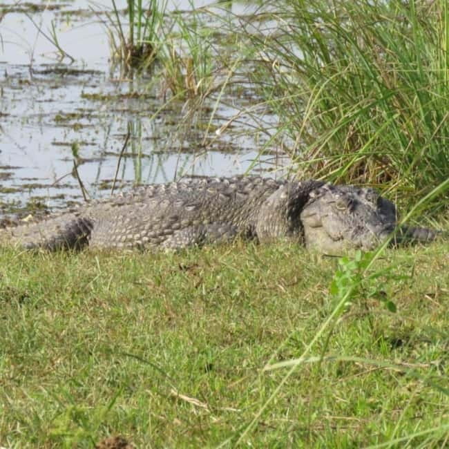 Anuradhapura: Full-Day Wilpattu All Inclusive Private Safari - The leopard search: exciting, patient, and sometimes repetitive