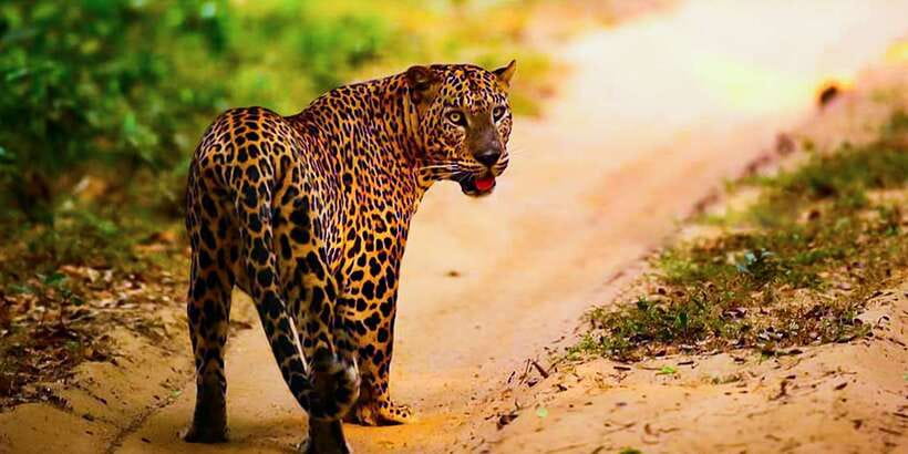 Anuradhapura: Full-Day Wilpattu All Inclusive Private Safari - Wildlife beyond leopards
