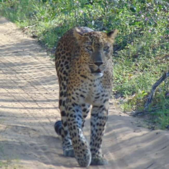 Anuradhapura: Full-Day Wilpattu All Inclusive Private Safari - What the private format really adds