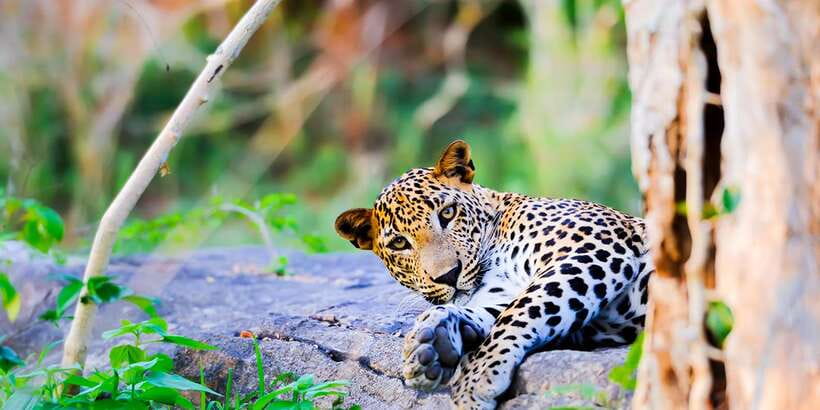 Anuradhapura: Full-Day Wilpattu All Inclusive Private Safari - Starting from Anuradhapura, Mihintale, or Nochchiyagama