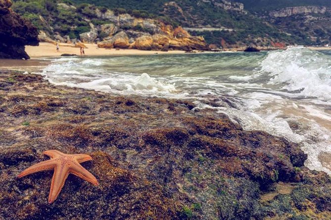 Arrabida Safari – Europe's Most Beautiful Beach & Hidden Gems - Through cork trees and vineyards in Arrábida