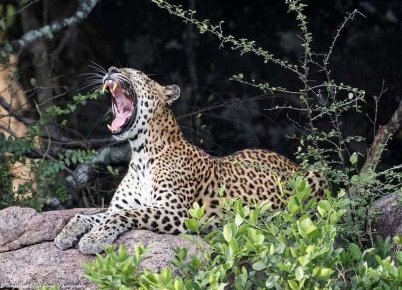 Arugam Bay: Kumana National Park Safari - Leaving Arugam Bay at first light
