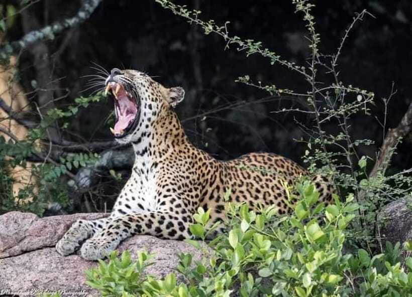 Arugam Bay: Kumana National Park Safari - How the $51 price measures up