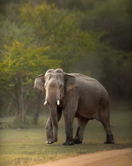 Arugam Bay: Kumana National Park Safari - Small rules that make a big difference