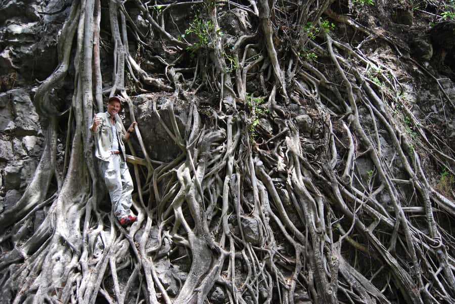 Arusha: Arusha National Park Day Trip w/ Game Drives & Lunch - Key points to know before you book