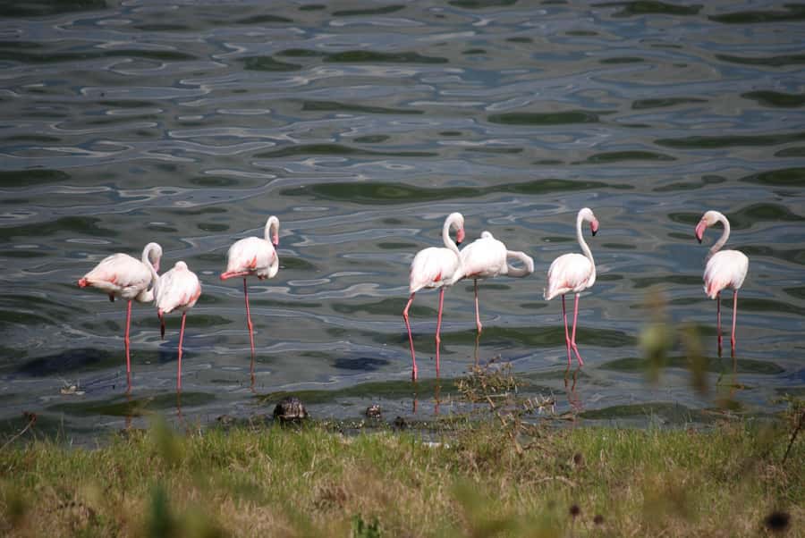 Arusha: Arusha National Park Day Trip w/ Game Drives & Lunch - Is $340 per person fair value?