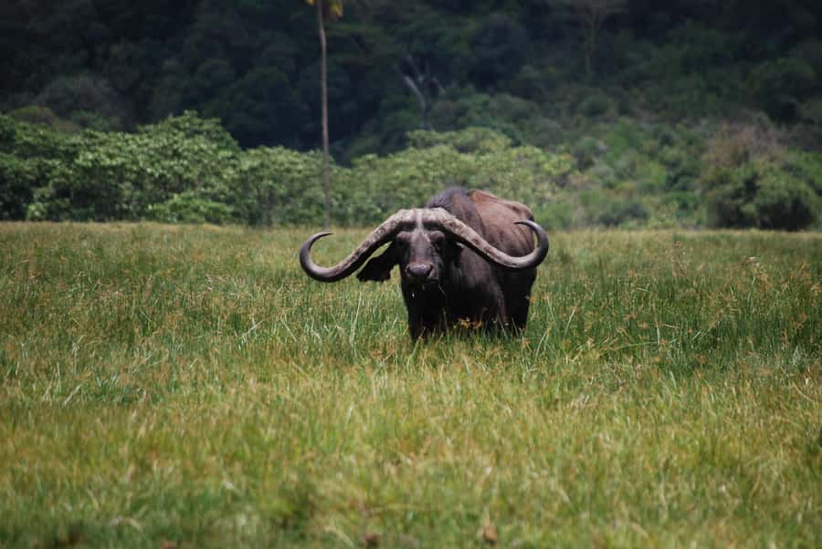 Arusha: Arusha National Park Day Trip w/ Game Drives & Lunch - Why Arusha National Park works for a one-day safari