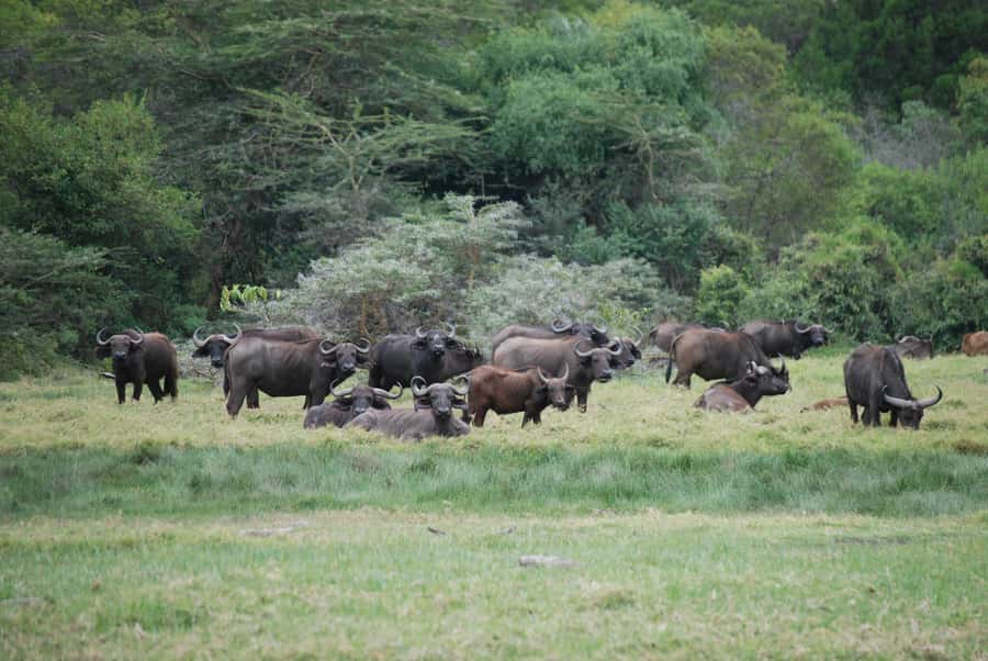 Arusha: Arusha National Park Day Trip w/ Game Drives & Lunch - Two game drives, not one long ride